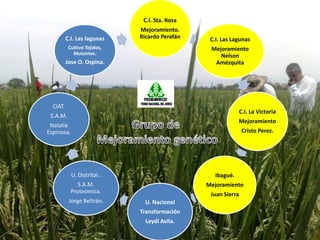 Programa de mejoramiento Fedearroz FNA situacion actual y perspectivas