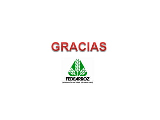 Programa de mejoramiento Fedearroz FNA situacion actual y perspectivas