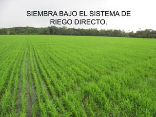 Programa de mejoramiento Fedearroz FNA situacion actual y perspectivas