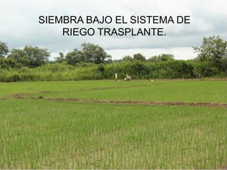 Programa de mejoramiento Fedearroz FNA situacion actual y perspectivas