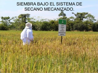 Programa de mejoramiento Fedearroz FNA situacion actual y perspectivas