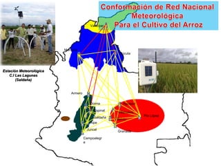 Programa de mejoramiento Fedearroz FNA situacion actual y perspectivas