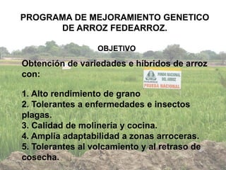Programa de mejoramiento Fedearroz FNA situacion actual y perspectivas