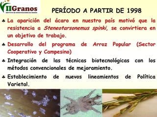 Programa de mejoramiento genetico del arroz en Cuba