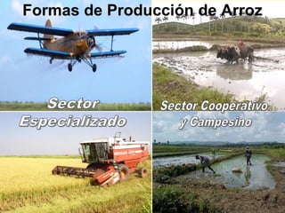 Programa de mejoramiento genetico del arroz en Cuba