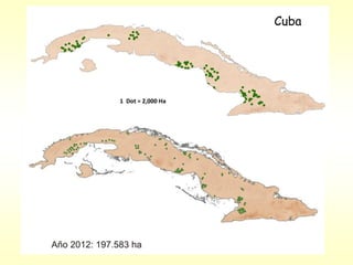 Programa de mejoramiento genetico del arroz en Cuba