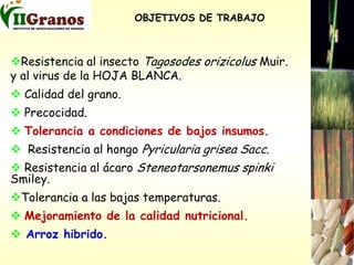 Programa de mejoramiento genetico del arroz en Cuba