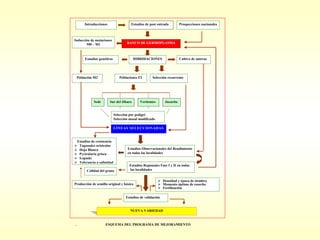 Programa de mejoramiento genetico del arroz en Cuba