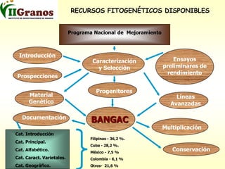 Programa de mejoramiento genetico del arroz en Cuba