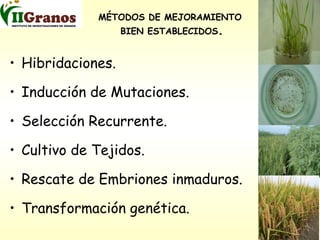 Programa de mejoramiento genetico del arroz en Cuba