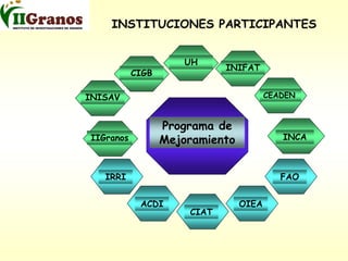 Programa de mejoramiento genetico del arroz en Cuba