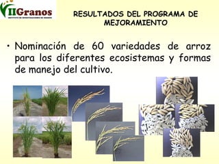 Programa de mejoramiento genetico del arroz en Cuba