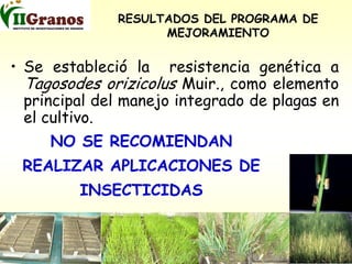 Programa de mejoramiento genetico del arroz en Cuba