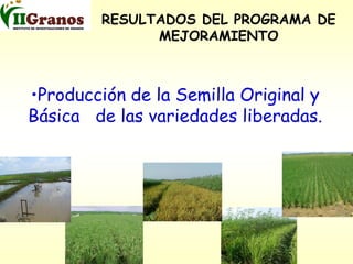 Programa de mejoramiento genetico del arroz en Cuba