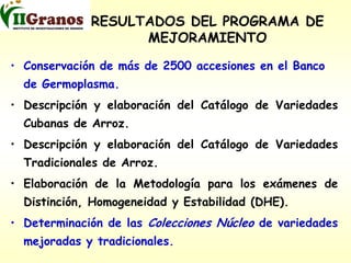 Programa de mejoramiento genetico del arroz en Cuba