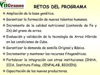 Programa de mejoramiento genetico del arroz en Cuba