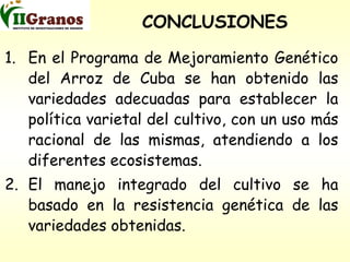 Programa de mejoramiento genetico del arroz en Cuba