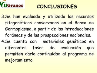 Programa de mejoramiento genetico del arroz en Cuba
