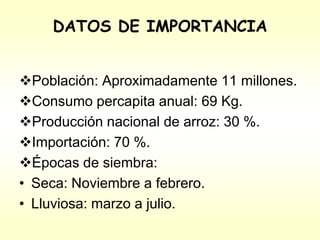 Programa de mejoramiento genetico del arroz en Cuba