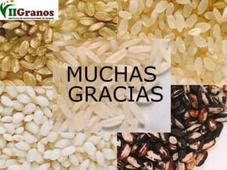 Programa de mejoramiento genetico del arroz en Cuba