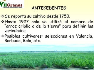 Programa de mejoramiento genetico del arroz en Cuba