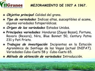 Programa de mejoramiento genetico del arroz en Cuba