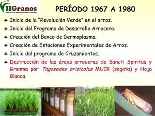 Programa de mejoramiento genetico del arroz en Cuba