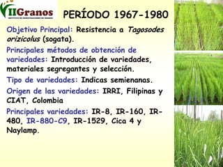 Programa de mejoramiento genetico del arroz en Cuba