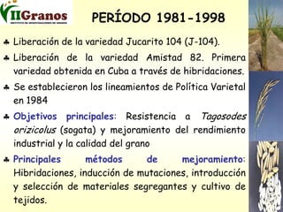 Programa de mejoramiento genetico del arroz en Cuba
