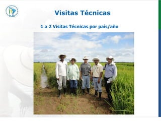 Programa de mejoramiento genetico Flar