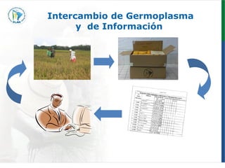 Programa de mejoramiento genetico Flar