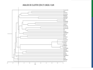 Programa de mejoramiento genetico Flar