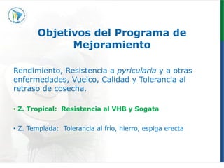 Programa de mejoramiento genetico Flar