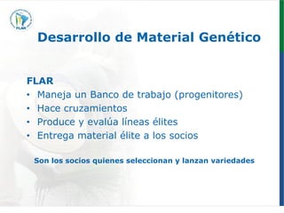 Programa de mejoramiento genetico Flar