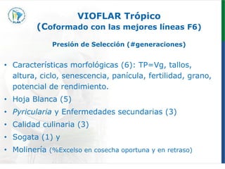 Programa de mejoramiento genetico Flar