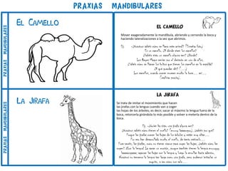 LA JIRAFA
Se trata de imitar el movimiento que hacen
las jirafas con la lengua cuando van a coger
las hojas de los árboles; es decir, sacar al máximo la lengua fuera de la
boca, retorcerla girándola lo más posible y volver a meterla dentro de la
boca.
Ej. -¿Quién ha visto una jirafa alguna vez?
¿Vosotros sabéis cómo tienen el cuello? (muuuy laaaarrgoo), ¿sabéis por qué?
Porque las jirafas comen las hojas de los árboles y están muy altas…
Por eso han desarrollado mucho el cuello, de tanto estirarlo…
Pues veréis, las jirafas, como no tienen manos para coger las hojas, ¿sabéis cómo las
cogen? ¡Con la lengua! La sacan un montón, porque también tienen la lengua muuuyyy
laaaaarrgaaaa; agarran las hojas con la lengua y luego la enrollan hacia adentro.
Nosotros no tenemos la lengua tan larga como una jirafa, pero podemos imitarlas un
poquito, a ver cómo nos sale…
el camello
Mover exageradamente la mandíbula, abriendo y cerrando la boca y
haciendo lateralizaciones a la vez que abrimos.
Ej. -¿Vosotros sabéis cómo se llama este animal? (Enseñar foto)
Es un camello. ¿Y dónde viven los camellos?
¿Habéis visto un camello alguna vez? ¿Dónde?
Los Reyes Magos venían por el desierto en uno de ellos.
¿Sabéis cómo se llaman los bultos que tienen los camellos en la espalda?
¿Y qué guardan ahí? (…)
Los camellos, cuando comen mueven mucho la boca… así…
(realizar praxia).
El Camello
La Jirafa
PRAXIAS mandibularesPRAXIASmandibularesPRAXIASmandibulares
 