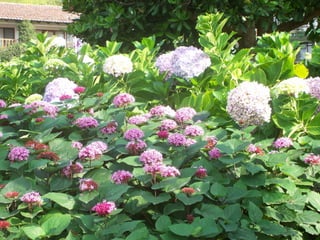 Programa de salud publica ii