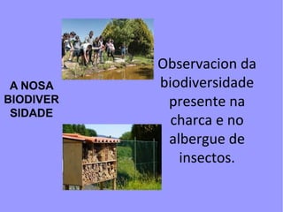 A NOSA
BIODIVER
SIDADE
Observacion da
biodiversidade
presente na
charca e no
albergue de
insectos.
 