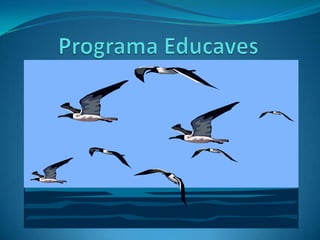 Programa Educaves 