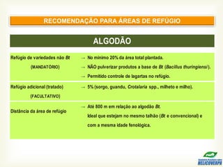 RECOMENDAÇÃO PARA ÁREAS DE REFÚGIO
Refúgio de variedades não Bt →
(MANDATÓRIO) →
→
Refúgio adicional (tratado) →
(FACULTATIVO)
→
ALGODÃO
com a mesma idade fenológica.
Distância da área de refúgio
Ideal que estejam no mesmo talhão (Bt e convencional) e
No mínimo 20% da área total plantada.
NÃO pulverizar produtos a base de Bt (Bacillus thuringiensi).
5% (sorgo, guandu, Crotalaria spp., milheto e milho).
Até 800 m em relação ao algodão Bt.
Permitido controle de lagartas no refúgio.
 