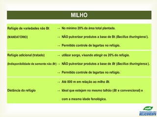 Refúgio de variedades não Bt →
(MANDATÓRIO) →
→
Refúgio adicional (tratado) →
(Indisponibilidade de semente não Bt) →
→
→
→
MILHO
Distância do refúgio
No mínimo 20% da área total plantada.
NÃO pulverizar produtos a base de Bt (Bacillus thuringiensi ).
utilizar sorgo, visando atingir os 20% do refúgio.
Até 800 m em relação ao milho Bt.
NÃO pulverizar produtos a base de Bt (Bacillus thuringienss ).
Ideal que estejam no mesmo talhão (Bt e convencional) e
Permitido controle de lagartas no refúgio.
Permitido controle de lagartas no refúgio.
com a mesma idade fenológica.
 