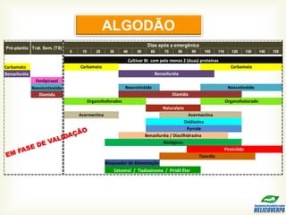 0 10 20 30 40 50 60 70 80 90 100 110 120 130 140 150
Carbamato
Benzoiluréia
Fenilpirazol
Neonicotinóide
Diamida
Neocotinóide
Neocotinóide
Tiouréia
Organofostorado
Trat. Sem. (TS)
Dias após a emergênica
Cultivar Bt com pelo menos 2 (duas) proteínas
Carbamato
Organofosforados
Avermectina
Benzoiluréia
Diamida
Naturalyte
Avermectina
Carbamato
Pré-plantio
Bloqueador de Alimentação
Cetoenol / Tiadiazinoma / Piridil Éter
Oxidiazina
Pyrrole
Benzoiluréia / Diacilhidrazina
Biológicos
Piretróide
ALGODÃO
 