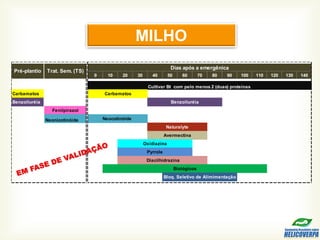 0 10 20 30 40 50 60 70 80 90 100 110 120 130 140
Carbamatos
Benzoiluréia
Fenilpirazol
Neonicotinóide
Avermectina
Oxidiazina
Pyrrole
Diacilhidrazina
Naturalyte
Pré-plantio Trat. Sem. (TS)
Dias após a emergênica
Cultivar Bt com pelo menos 2 (duas) proteínas
Carbamatos
Benzoiluréia
Neocotinóide
Biológicos
Bloq. Seletivo de Alimimentação
MILHO
 