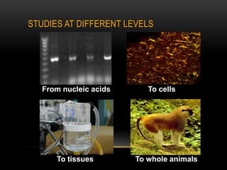 STUDIES AT DIFFERENT LEVELS




   From nucleic acids      To cells




      To tissues        To whole animals
 