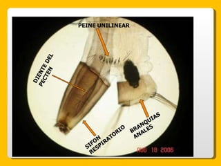 SIFON RESPIRATORIO PEINE UNILINEAR BRANQUIAS ANALES DIENTE DEL PECTEN 
