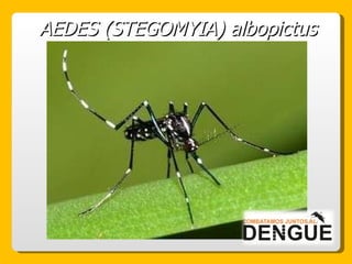 AEDES (STEGOMYIA) albopictus 