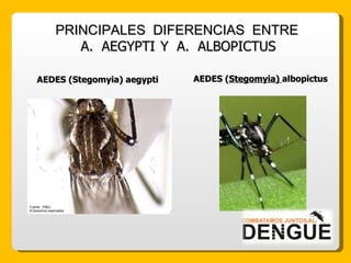 AEDES ( Stegomyia)  albopictus AEDES (Stegomyia) aegypti PRINCIPALES  DIFERENCIAS  ENTRE A.  AEGYPTI   Y  A.  ALBOPICTUS 