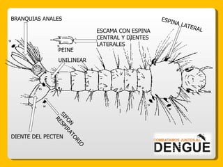 ESCAMA CON ESPINA CENTRAL Y DIENTES LATERALES SIFON RESPIRATORIO PEINE UNILINEAR ESPINA LATERAL DIENTE DEL PECTEN BRANQUIAS ANALES 