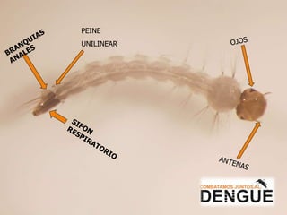 SIFON RESPIRATORIO PEINE UNILINEAR ANTENAS BRANQUIAS ANALES OJOS 