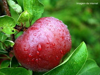 Imagem da internet 
 